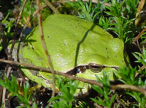 Seltener Gast im Garten: Ein Laubfrosch