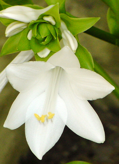 Hosta plantaginea 'Grandiflora' - Blüte