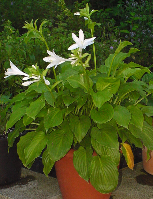 Hosta plantaginea 'Grandiflora' im Kübel