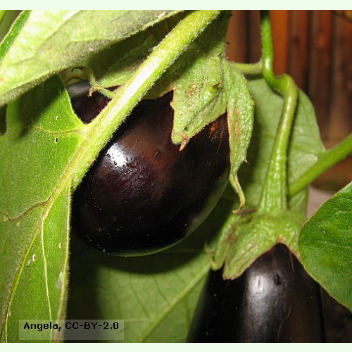 aubergine-black-beauty-bio-saatgut.jpg