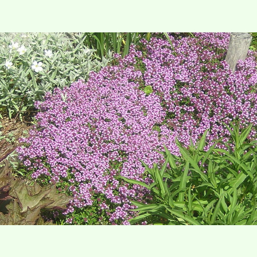 Thymus Serpyllum Hort Teppich Thymian Saatgut 1 60